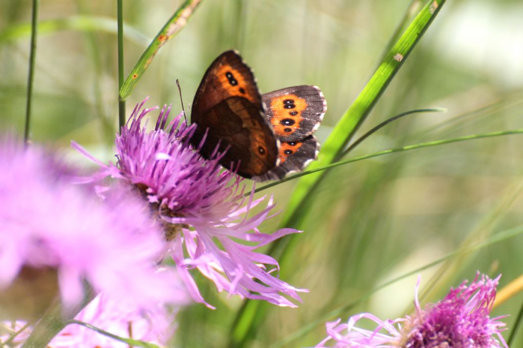 Erebia triarius? No, Erebia ligea